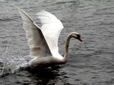 cygnes