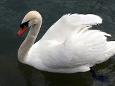 cygne