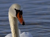 cygne