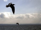 mouette