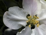 fleur de cerisier