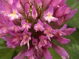 fleur des champs