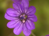 fleur des champs