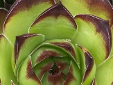 fleur des jardins