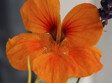 fleur des jardins