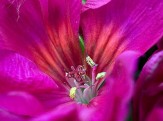 fleur des jardins