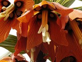 fleur des jardins