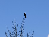 maitre corbeau sur un arbre perché...