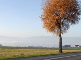le jorat en automne